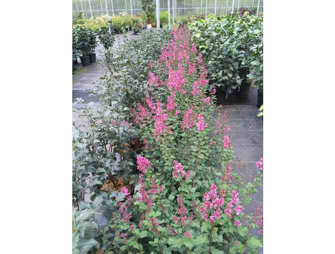 You'll Keep Coming Back for 'Bloomerang Dwarf Pink' Lilac