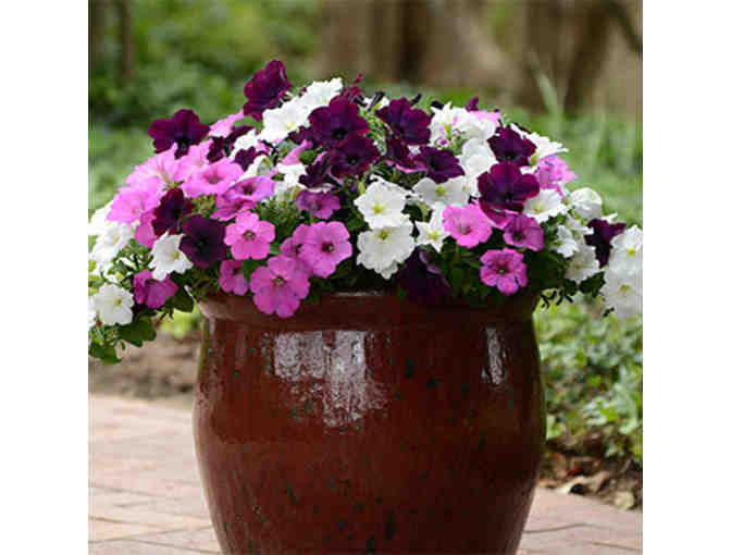 $500 Gift Certificate for Wave Petunias - Photo 3