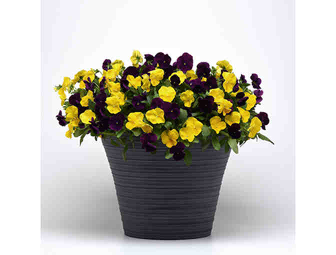 $500 Gift Certificate for Wave Petunias - Photo 7