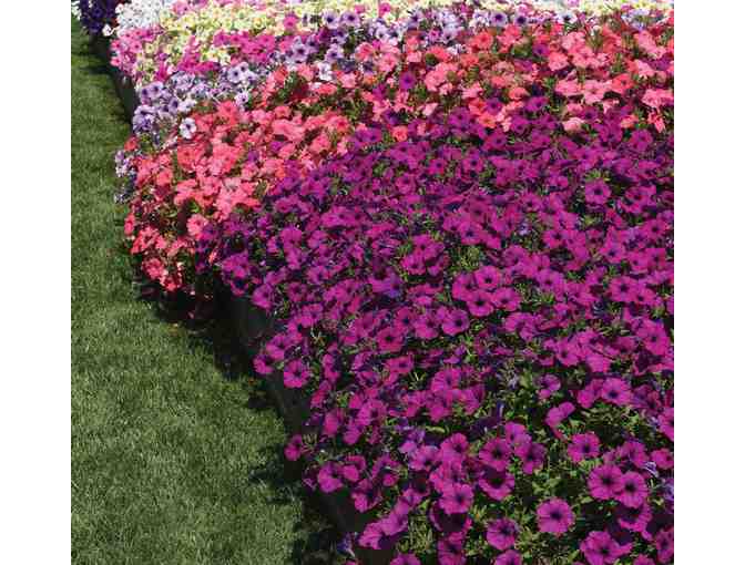 $500 Gift Certificate for Wave Petunias - Photo 2