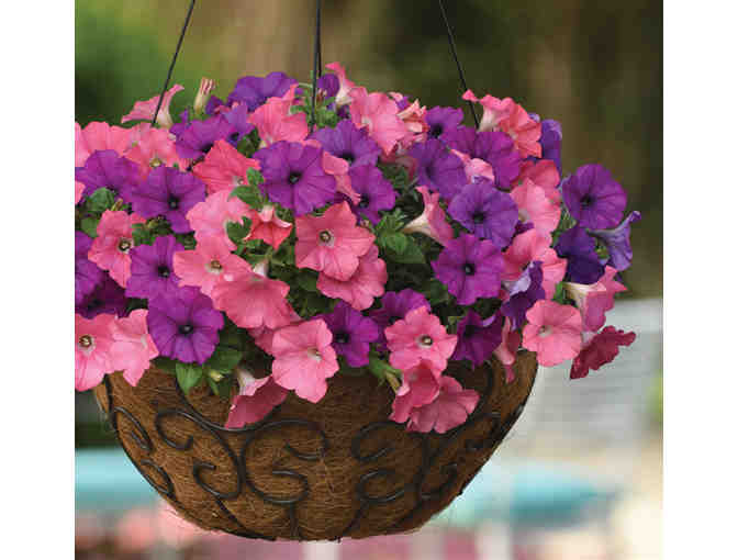 $500 Gift Certificate for Wave Petunias - Photo 8