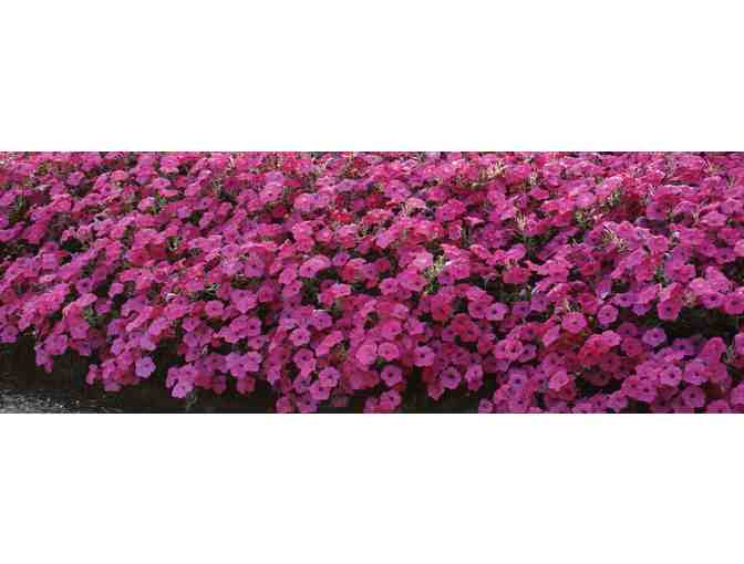 $500 Gift Certificate for Wave Petunias - Photo 1