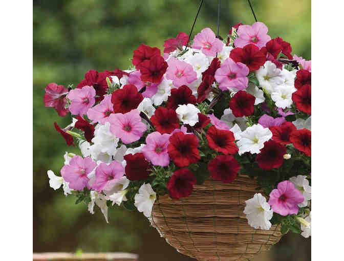 $500 Gift Certificate for Wave Petunias - Photo 5