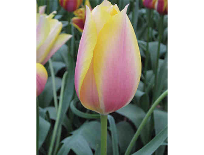 Tulip Bulbs from Holland