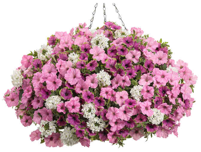 Proven Winners Showstopping Flowers for Baskets and Containers