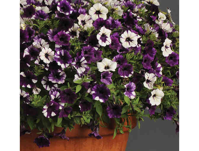 $500 Gift Certificate for Wave Petunias and/or Beacon Impatiens