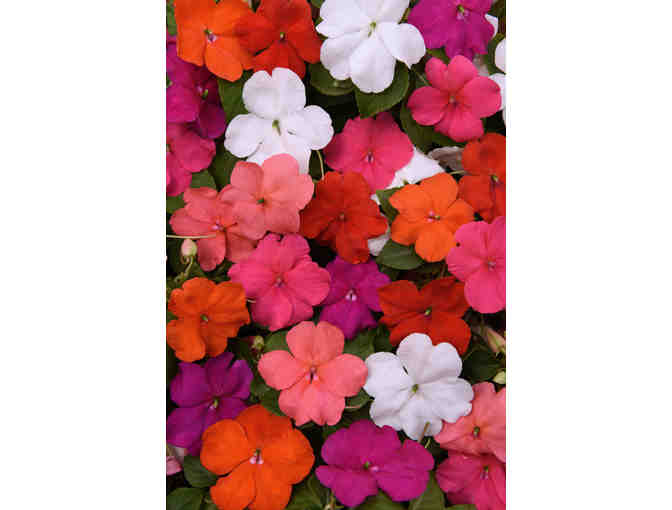 $500 Gift Certificate for Wave Petunias and/or Beacon Impatiens - Photo 5