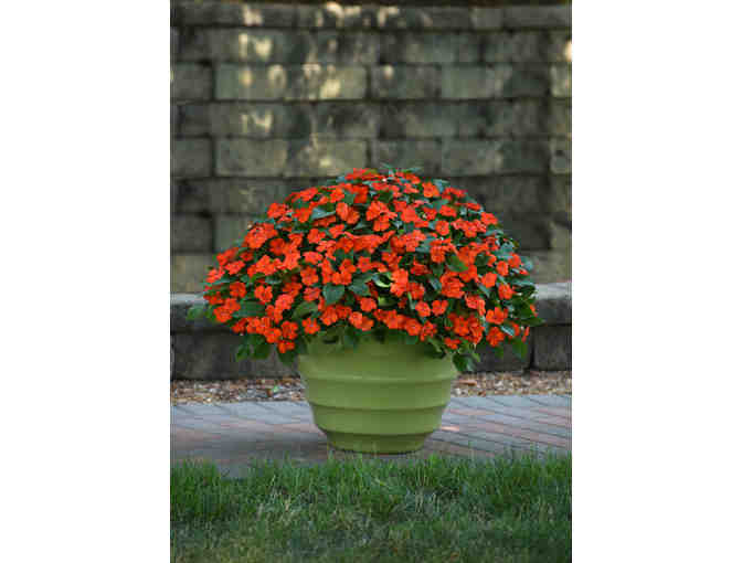 $500 Gift Certificate for Wave Petunias and/or Beacon Impatiens - Photo 6