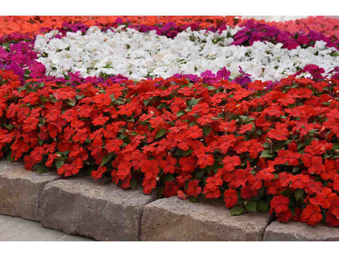 $500 Gift Certificate for Wave Petunias and/or Beacon Impatiens - Photo 7