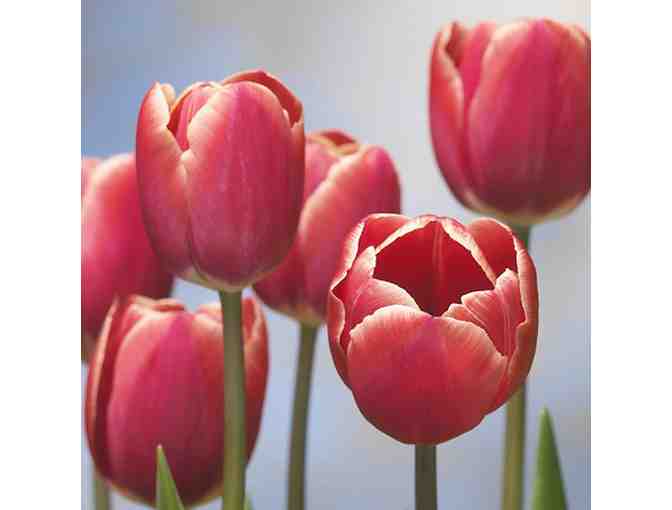 Tulip Bulbs from Holland