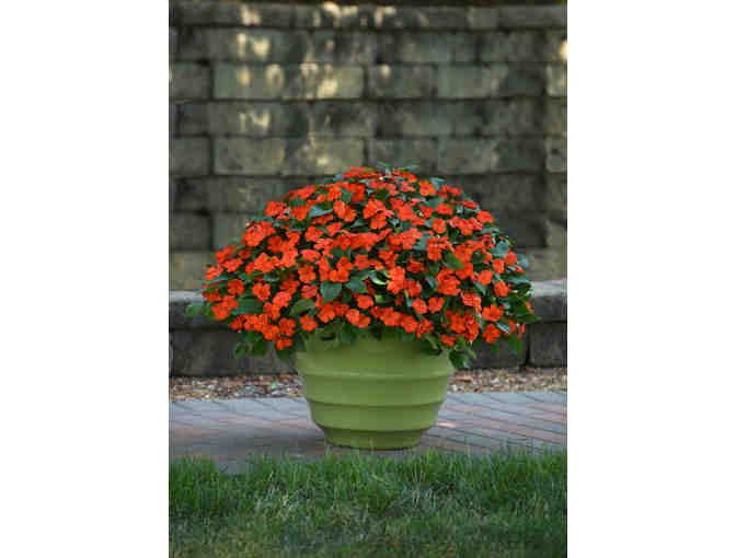 Pan American Seed $500 Gift Certificate for Wave Petunias and/or Beacon Impatiens