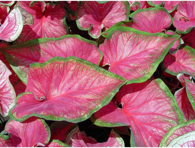 Caladium Bulbs from Bates Sons & Daughters Caladiums