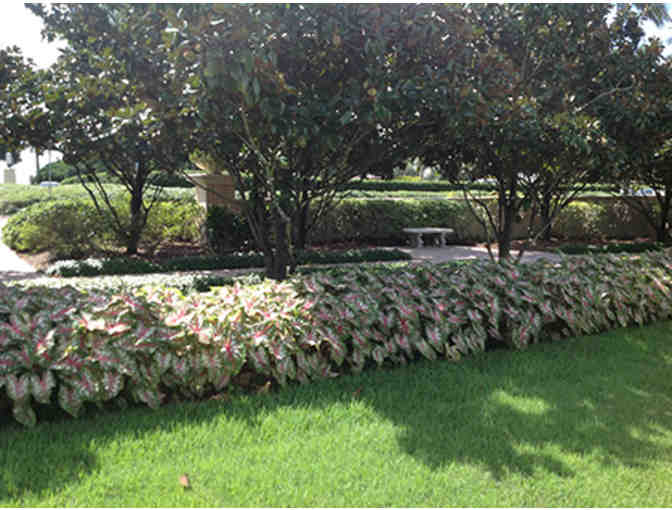 Caladium Bulbs from Bates Sons & Daughters Caladiums