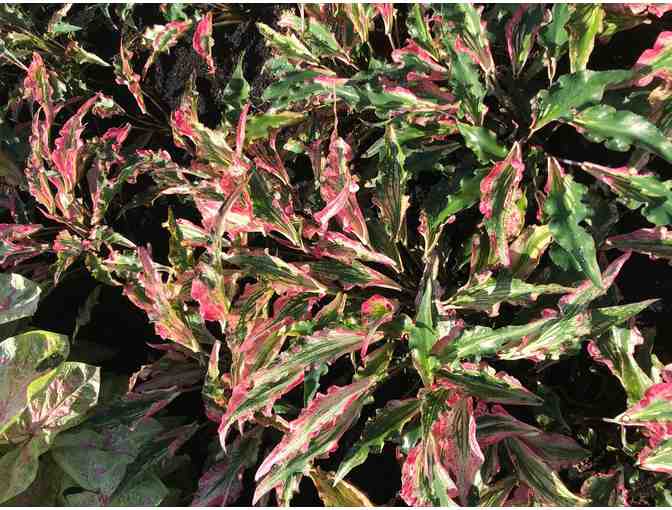 Caladium Bulbs from Bates Sons & Daughters Caladiums