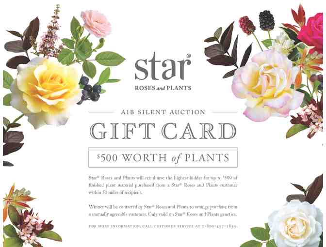 $500 Star Roses &amp; Plants Gift Certificate - Photo 1
