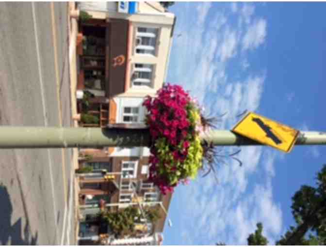 Two Wrap-Around Self Watering Municipal Hanging Baskets from Eckert's