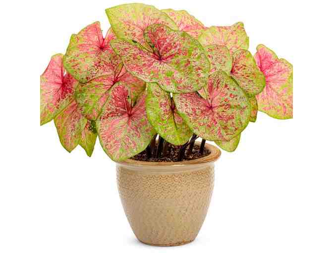 Proven Winners Heart to Heart Raspberry Moon Caladiums: 100 Jumbo Blooms!