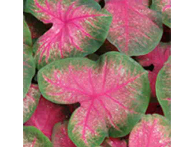 Bold Colorful Caladiums - For Baskets, Containers, or Flower Beds
