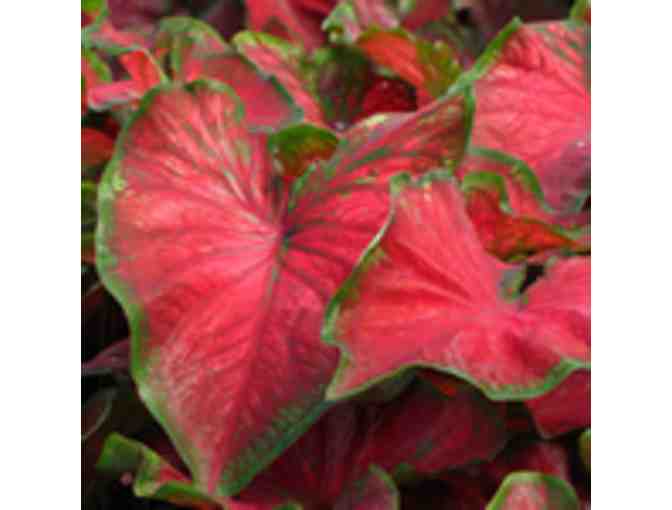 Bold Colorful Caladiums - For Baskets, Containers, or Flower Beds - Photo 2