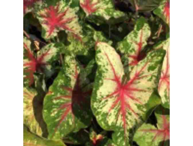 Bold Colorful Caladiums - For Baskets, Containers, or Flower Beds - Photo 3