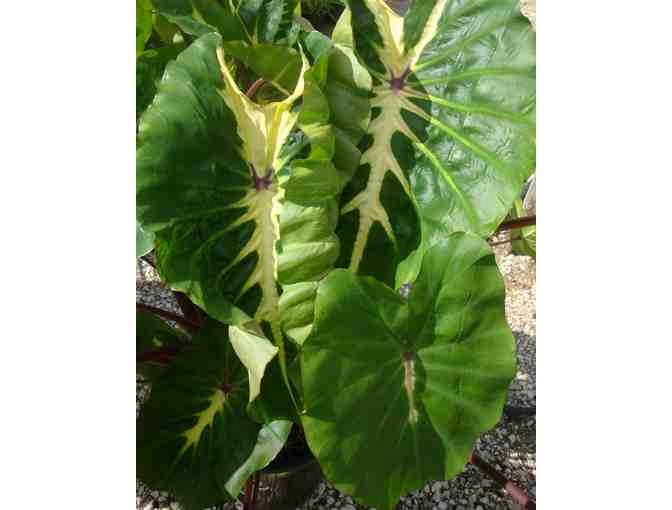 Agristarts Collection of Bold Tropical Foliage Plants for Municipal Containers - Photo 7