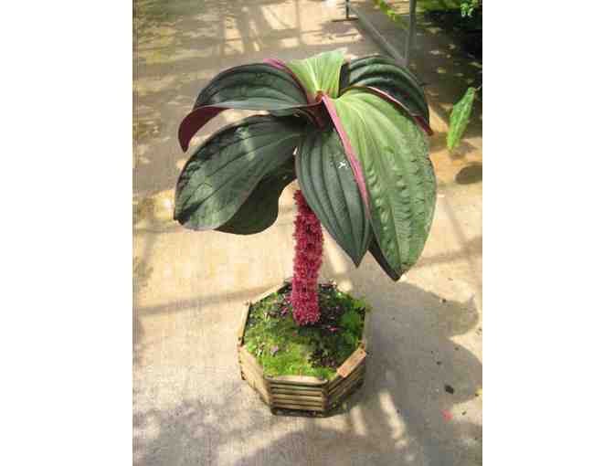 Agristarts Collection of Bold Tropical Foliage Plants for Municipal Containers - Photo 15