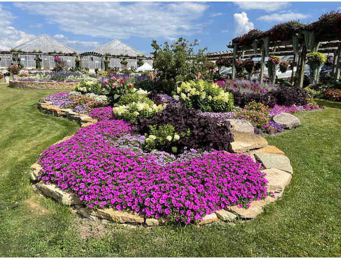 Case of Supertunia Vista Jazzberry Petunia Liners from Proven Winners - Photo 2