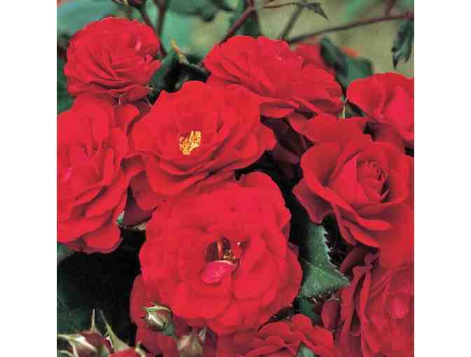 $500 Star Roses & Plants Gift Certificate - Photo 1