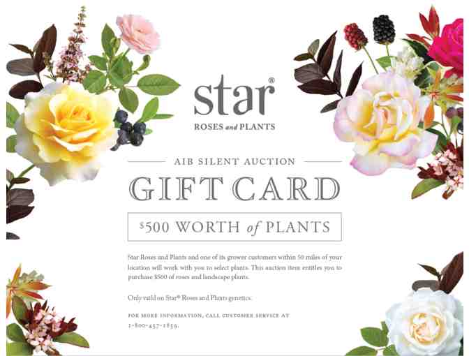 $500 Star Roses & Plants Gift Certificate - Photo 3
