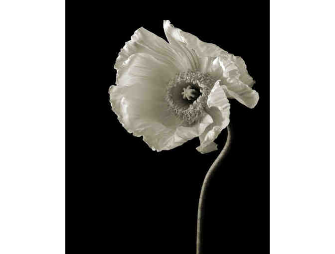 Black and White Poppy Print by Christopher Barrett - Photo 1