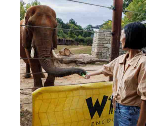 Elephant Wild Encounter at Zoo Atlanta - Photo 1