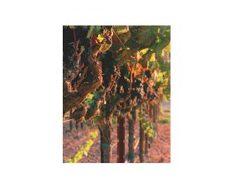 Concannon Private Tour & Tasting for Four (4) + Logo Glass