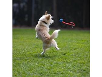 'Smiling Dog/Grinning Cat' Pet Photography Session