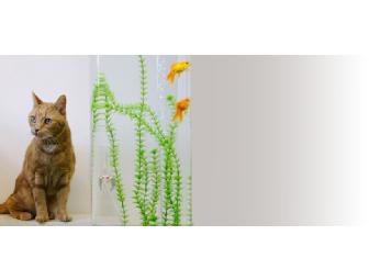 'Smiling Dog/Grinning Cat' Pet Photography Session