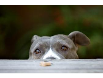 'Smiling Dog/Grinning Cat' Pet Photography Session