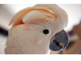 'Smiling Dog/Grinning Cat' Pet Photography Session