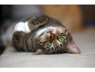 'Smiling Dog/Grinning Cat' Pet Photography Session