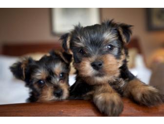 'Smiling Dog/Grinning Cat' Pet Photography Session