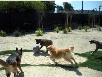 Dog SpaCamp Weekend & Gift Basket