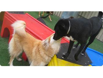 Dog SpaCamp Weekend & Gift Basket