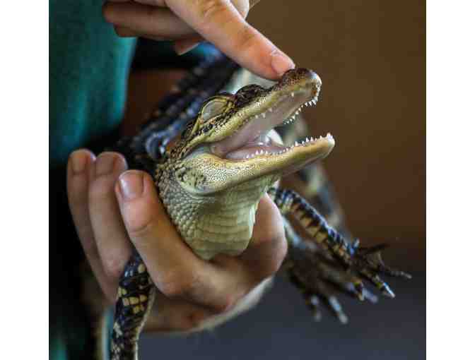 African Safari Wildlife Park VIP Pass