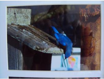 Bluebird Photographs