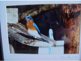 Bluebird Photographs