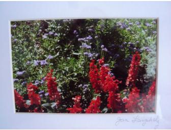 Red Flower Photographs