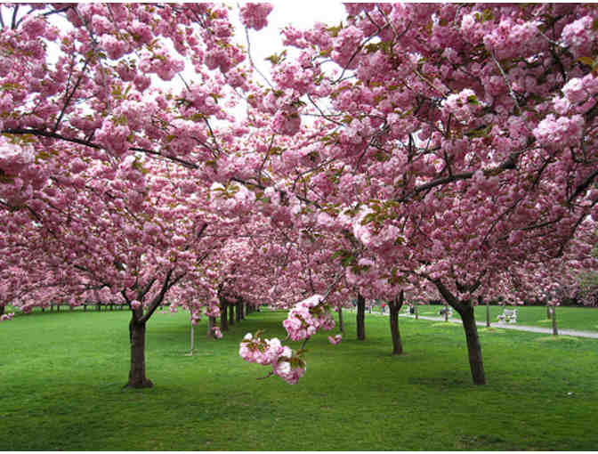 Frequent Visitor Family Pass to Brooklyn Botanic Garden