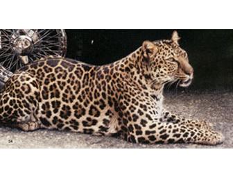 Lions, Tigers and Bears! Oh, my!  Private encounter with exotic animal actors!