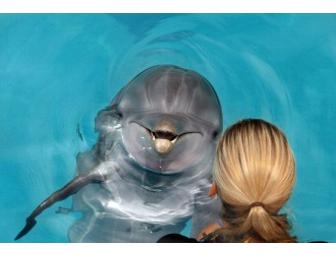 'A Dolphin's Tale' Family Experience