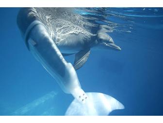 'A Dolphin's Tale' Family Experience