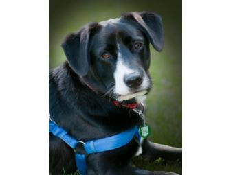 PetHub 'Multi-Multi' Package - Protect all four of your furry friends!