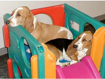 Boarding and Bath for your Special Pooch! Los Angeles, CA